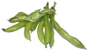 Fava Bean