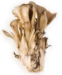 Maitake