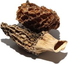 Morel