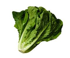 Romaine Lettuce 