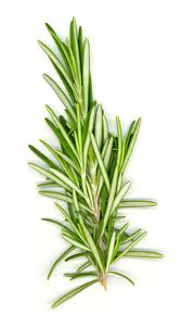 Rosemary