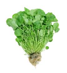 Watercress 