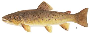 trout